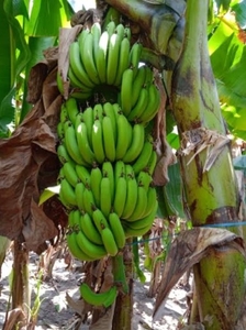 అరటిపండు