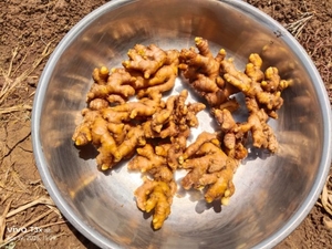 ಶುಂಠಿ
