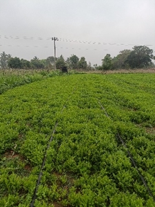 ಕೊತ್ತಂಬರಿ ಸೊಪ್ಪು