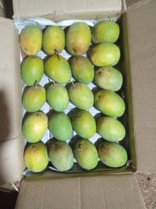 మామిడి