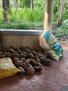 നാളികേരം