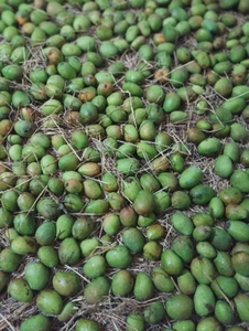 మామిడి