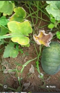 ಕುಂಬಳಕಾಯಿ