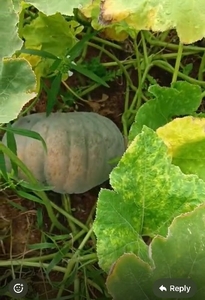 படம் 2