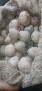 പട്ടാറ്റോ