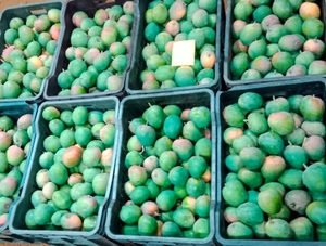 ಮಾವಿನಹಣ್ಣುಗಳು