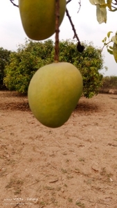 ಫೋಟೋ 4