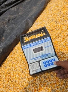 ಮೆಕ್ಕೆ ಜೋಳ