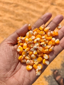 മക്ക