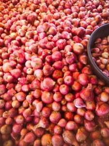 ಈರುಳ್ಳಿ