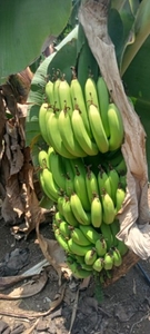 வாழைப்பழம்