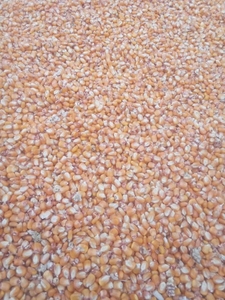 മക്ക