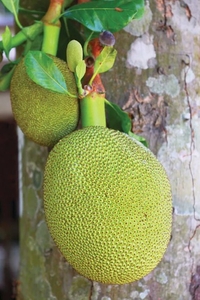 कटहल