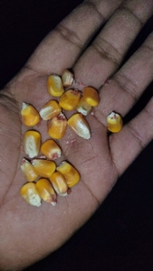 ಮಕ್ಕಾ