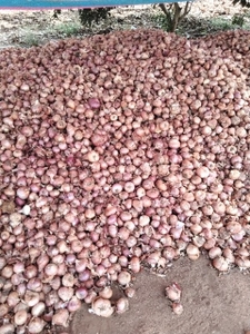 ಈರುಳ್ಳಿ