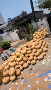 గుమ్మడికాయ
