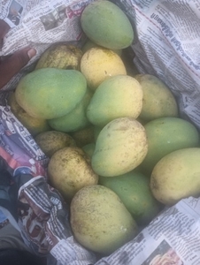 మామిడి