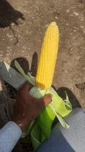 മധുരചോളം 