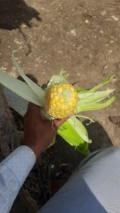 ఫోటో 2