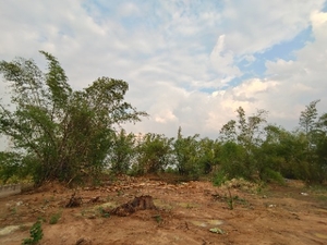 മുള