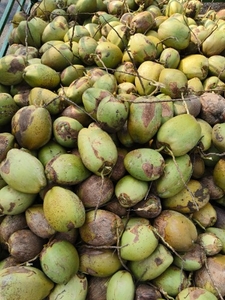 नारियल