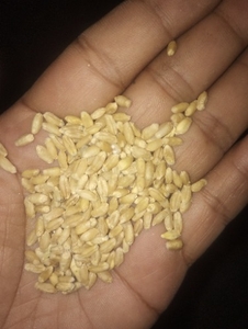 Wheat 