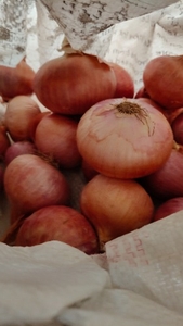 ಈರುಳ್ಳಿ