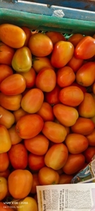 തക്കാളി 