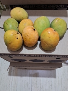 మామిడి పండ్లు