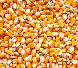 Maize 