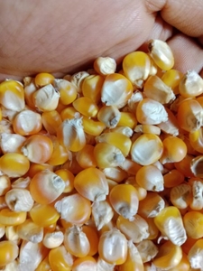 Maize 