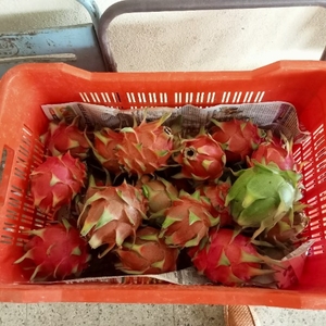 డ్రాగన్ ఫ్రూట్