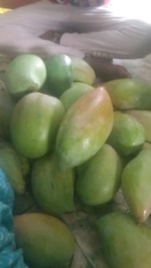మామిడి