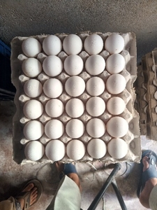 ಮೊಟ್ಟೆ