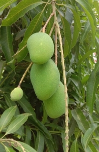 മാമ്പഴം