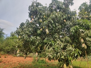 ఫోటో 3