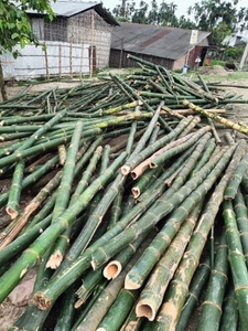 மூங்கில்