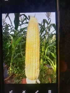 തക്കാളി 
