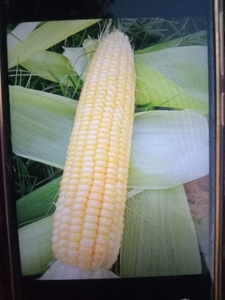 ఫోటో 2