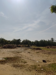 మామిడి