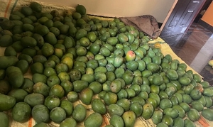 மாம்பழம்