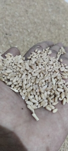 Wheat 