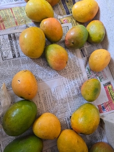 மாம்பழம்