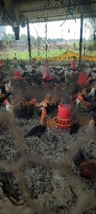 சோனாலி முர்கி