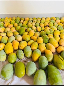 మామిడి పండ్లు