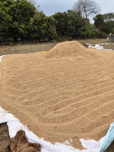 ಭತ್ತ