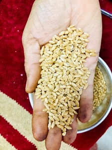 ഗോതമ്പ്