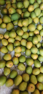 మామిడి పండ్లు