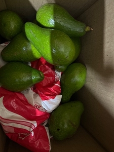 അവോക്കാഡോ 
