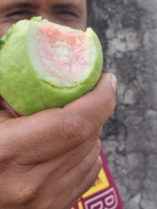 പേരയ്ക്ക